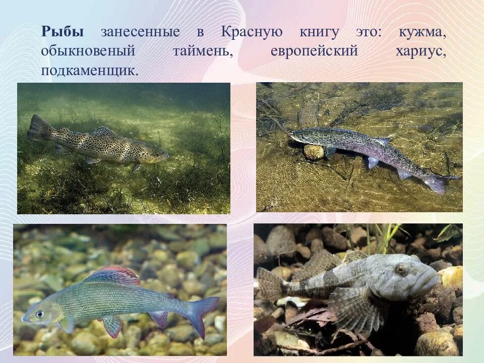 Хариус красная книга. Названия рыб пресных водоемов. Рыбы обитающие в республике коми. Таймень, хариус и подкаменщик. Хариус краснокнижная рыба.