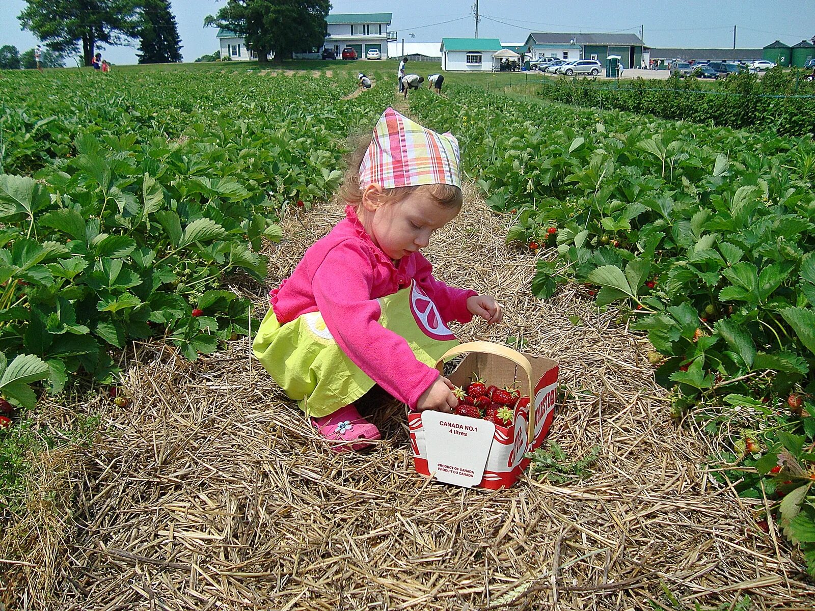 дети собирают урожай. сбор урожая овощей. дети собирают ягоды. дача. осень сбор урожая детям.