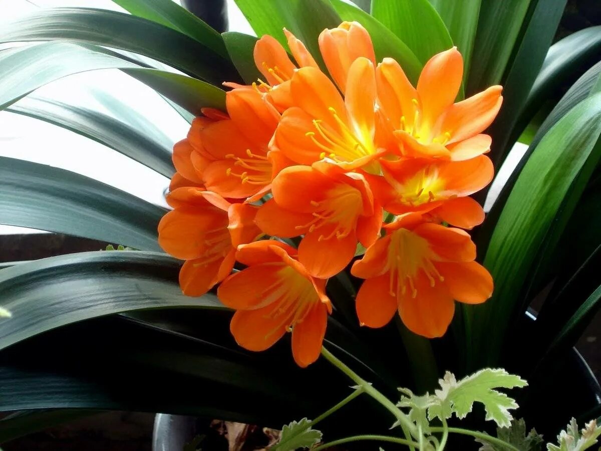 Кливия киноварная. Кливия. Кливия вариегатная. Кливия (clivia miniata). Лилия кливия.