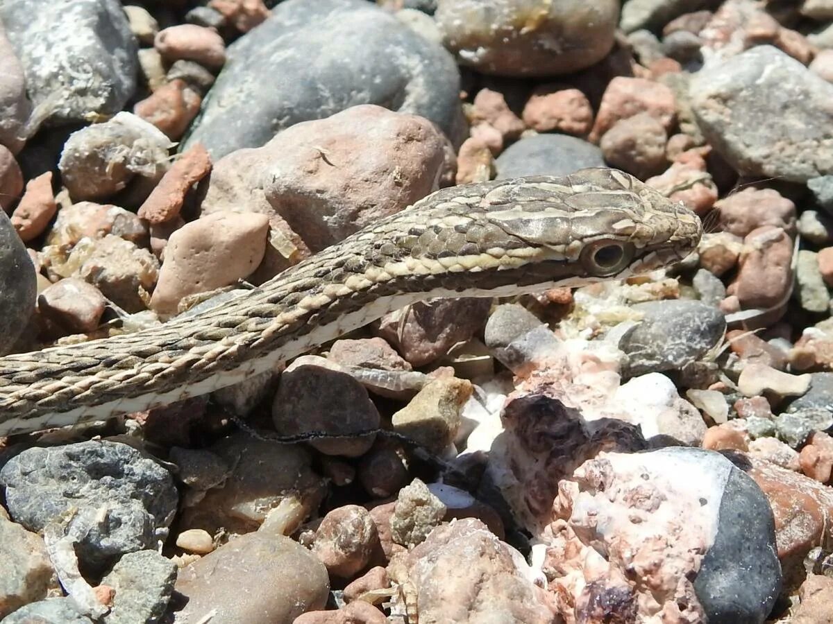 Змея стрела. Psammophis lineolatus. Змея стрела Кавказская. Среднеазиатские змея стрела. Змея стрела в Казахстане.