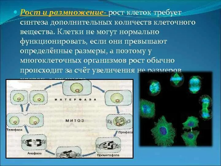 Значение деления клеток в жизни растений. Рост и размножение клетки. Процесс размножения клетки. Процесс развития клетки. Процесс роста клетки.