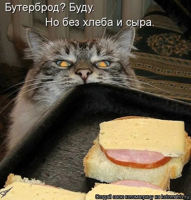 Дай мне бутерброд. Кот бутерброд. коты бутерброды. кот с колбасой. котенок в бутерброде.