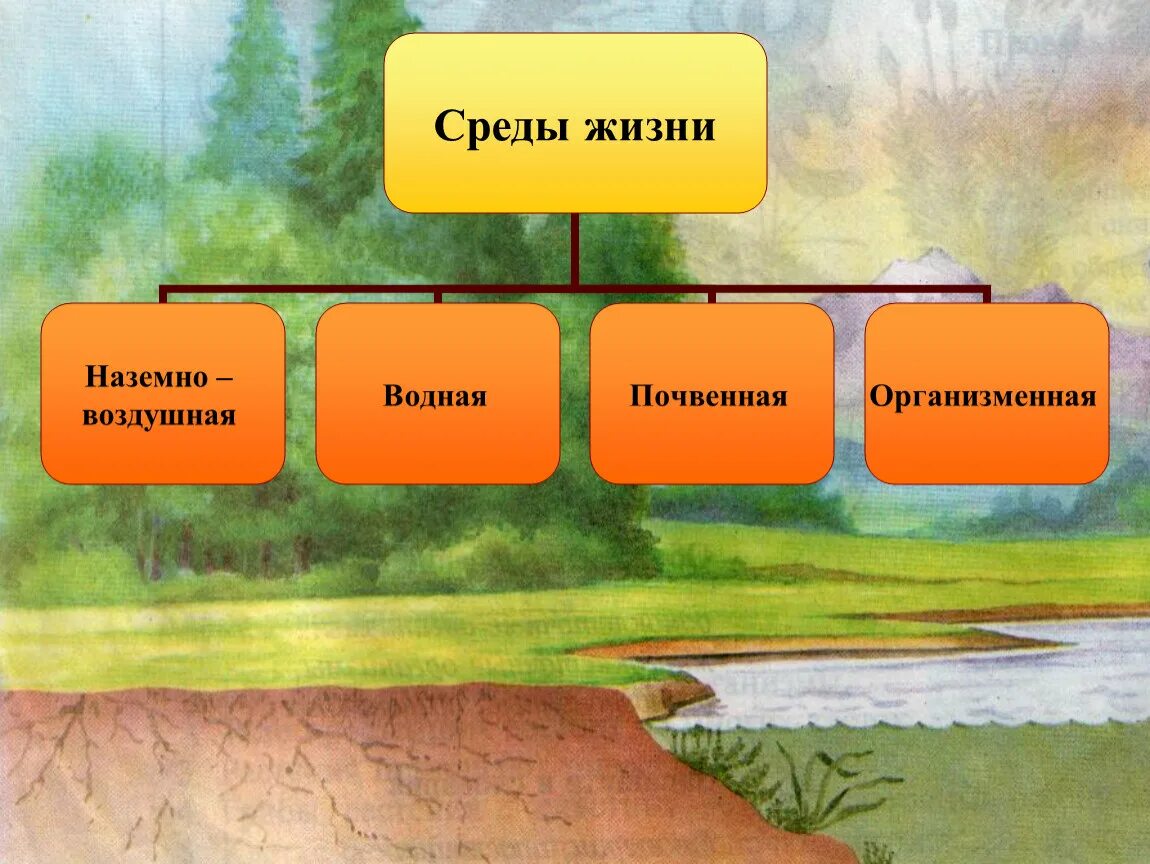 Среды жизни. Среды жизни примеры. Среды жизни экология. Среды жизни водная наземно-воздушная почвенная организменная.