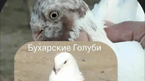 Братья голубей