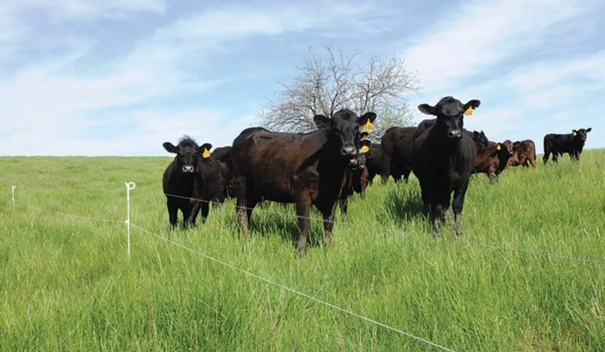Many cattle. Ангусская корова ранчо. аризона корова. корова электрик. jarvis cattle.