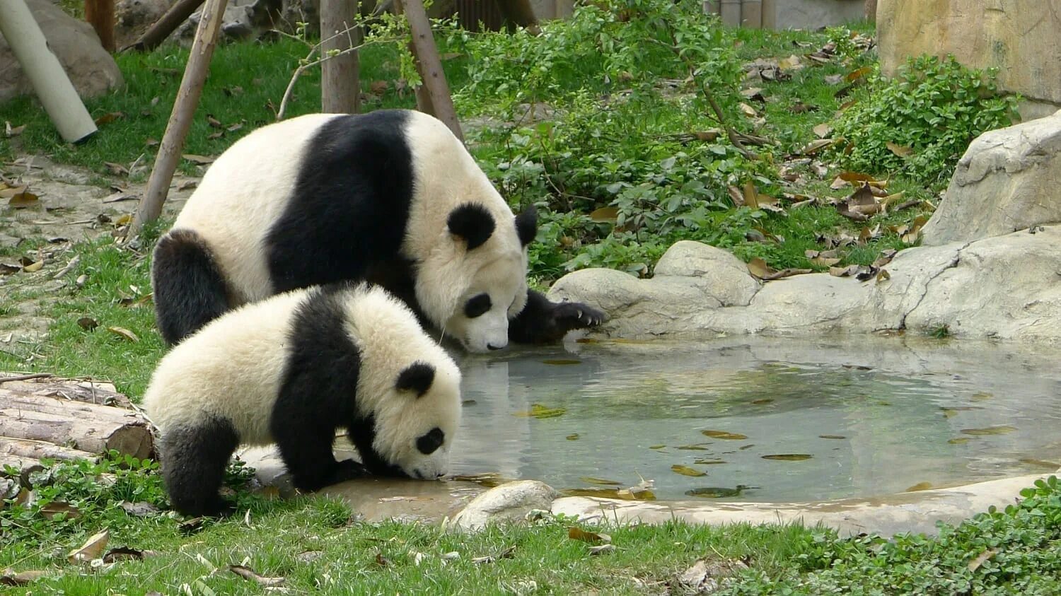 Pandas id