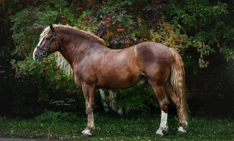 Тяжеловозная порода лошадей 8 букв. Конь породы русский тяжеловоз. Бельгийский тяжеловоз брабансона лошадь. Экстерьер русского тяжеловоза. Ооо «конный племзавод «граховский» фото.