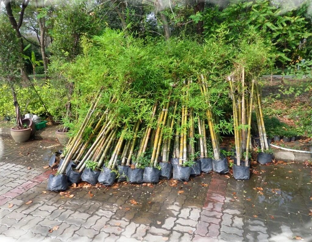 За сколько часов вырастает бамбук. Саза курильская Курильский бамбук. Монастырский бамбук. Мексиканский Плакучий бамбук сортовой. Бамбук садовый широколистный морозостойкий.