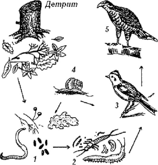 Приведите примеры детритных пищевых цепей. Детритная пищевая цепь. Пастбищная и детритная пищевые цепи. Детритная пищевая цепь разложения. Пастбищная цепь и детритная цепь.