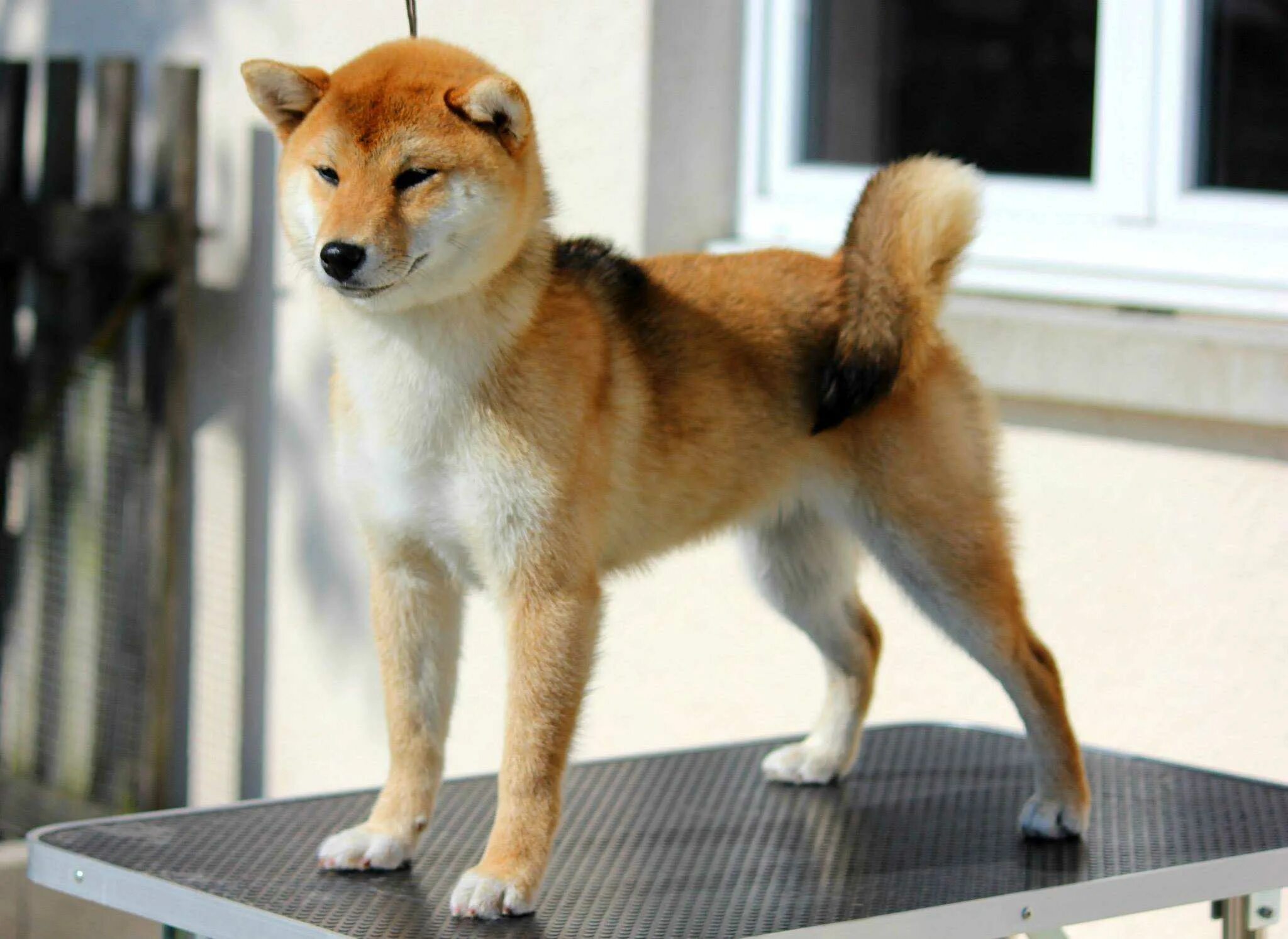 Сибуин собака. Сиба ину. CB,E byf. Сиба-ину породы собак. Японская порода собак сиба-ину.