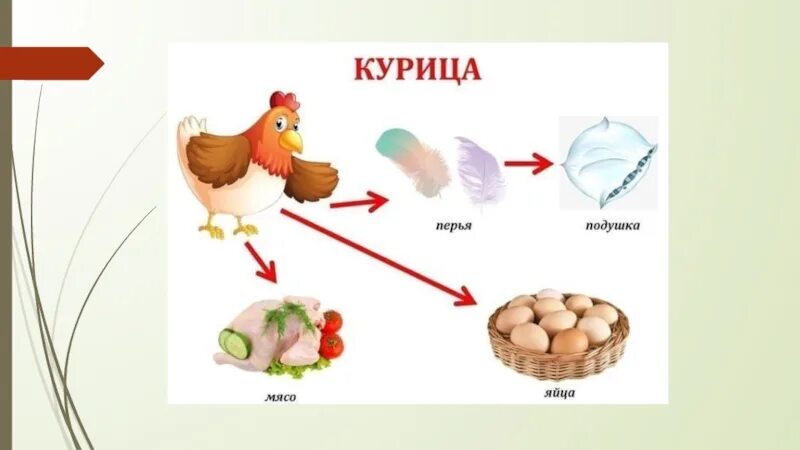 Чем полезна кура. Чем питаются домашние птицы. Польза домашние животные для дошкольников. Польза домашних птиц для человека. Польза домашних животных и птиц.