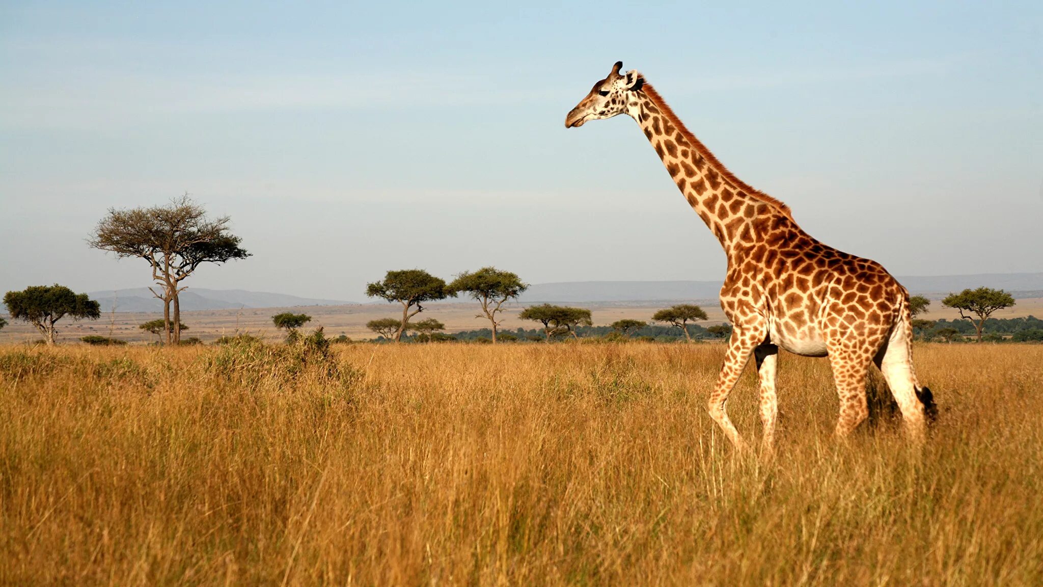 Жираф 6 метров. Жираф в природе. Girafs популяция. Расчленяющая окраска жираф. Жираф рядом с человеком.