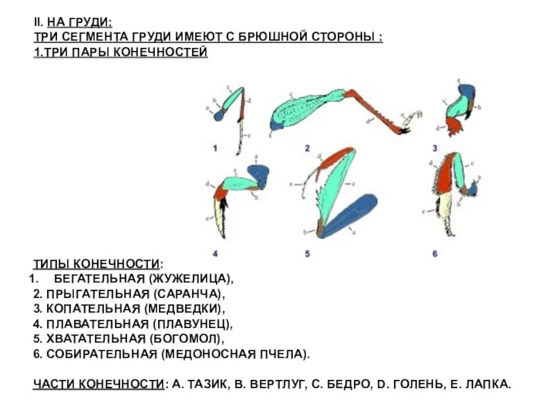 Три пары конечностей имеет. Бегательные конечности. конечности рычажного типа. тип конечности у жужелицы. типы конечностей насекомых.