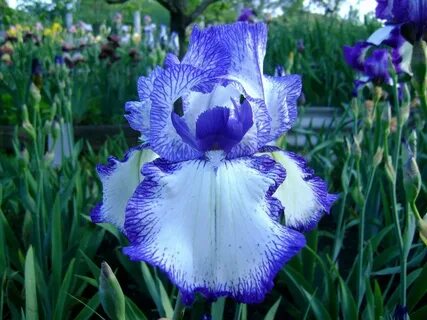 Bzigo iris
