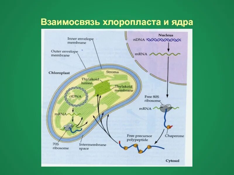 Хлоропласты синтез белка. Схема процесса фотосинтеза. Схема фотосинтеза в хлоропласте. Схема фотосинтеза у растений. Хлоропласт цикл.