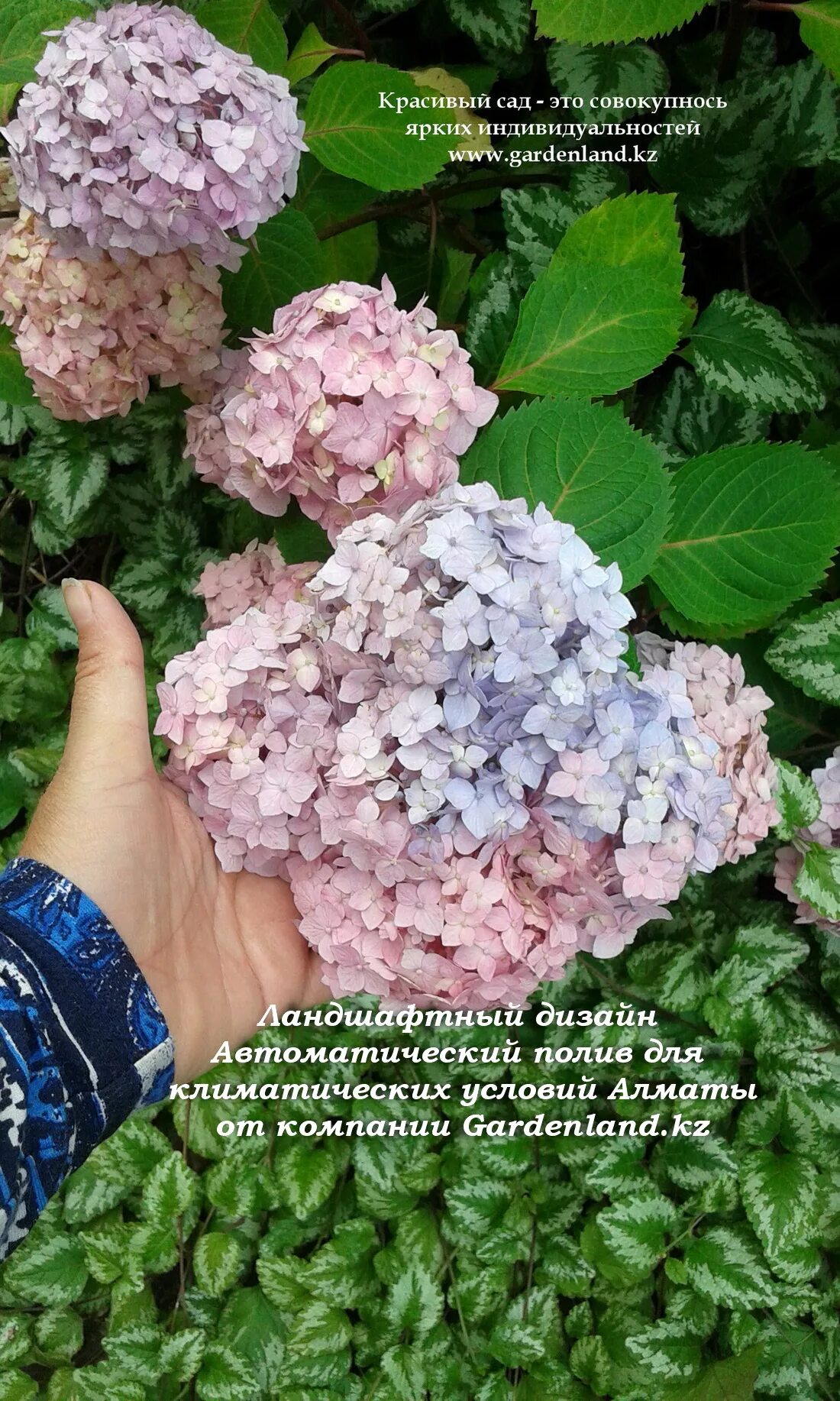 Гортензии любящие солнце