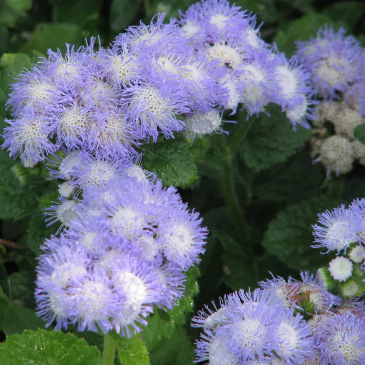 Агератум саммер Сноу. Агератум Хоустона (Ageratum houstonianum).