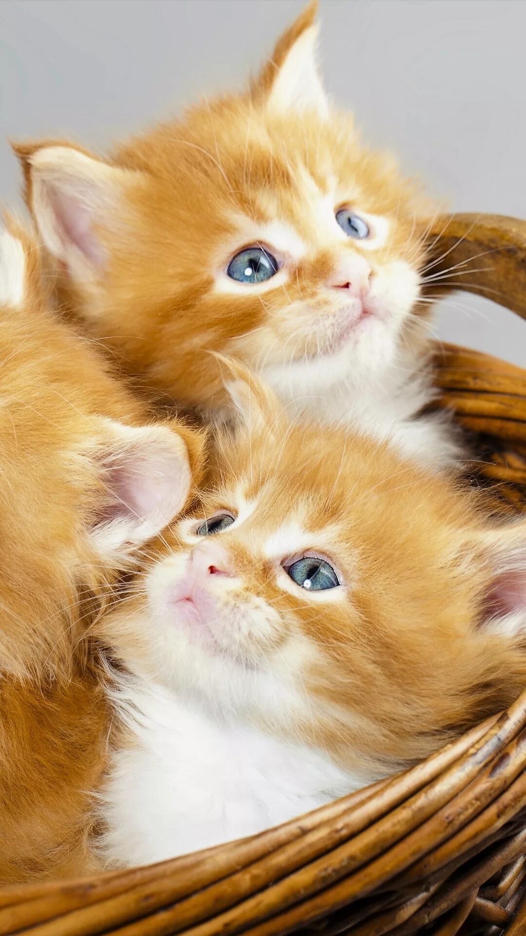 Можно про котят. Красивые котята. Рыжий котёнок. Милые кошечки. Очаровательные котята.