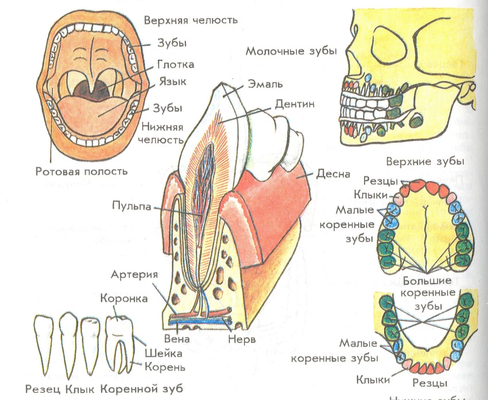 Типы зубов внешнее и внутреннее строение зубов. Схема зуба биология 8. Строение зубов биология 8 класс. Строение зуба человека схема анатомия. Челюсть на английском