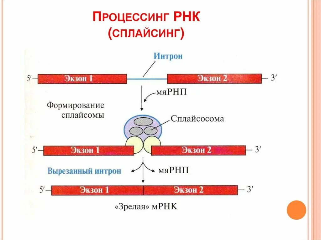 Синтез белка процессинг сплайсинг. Сплайсинг матричной РНК. Схема процессинга РНК. Сплайсинг МРНК эукариот.