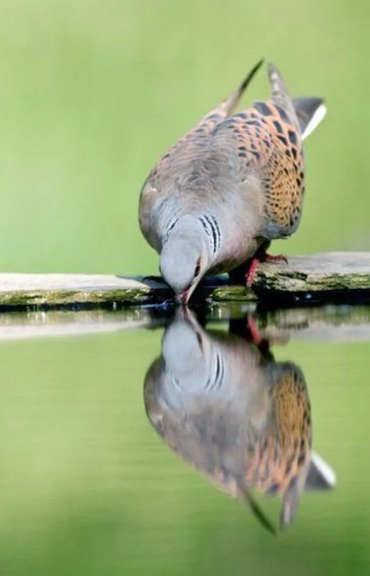 Голубь пьющий воду. Птицы пьют воду. Птичка пьет водичку. Голуби пьют воду.