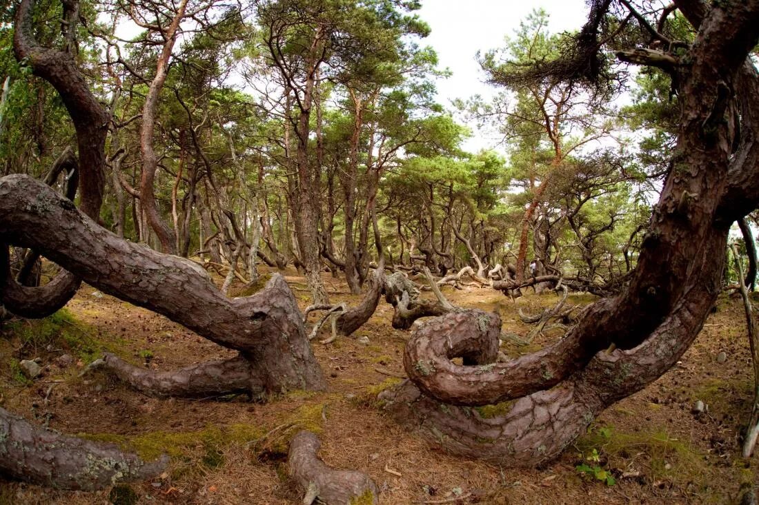 Загадочное дерево. Лес троллей в Дании. Лес троллей (Troldeskoven) в Дании.. Лес троллей Балтийское море. Таинственное дерево.