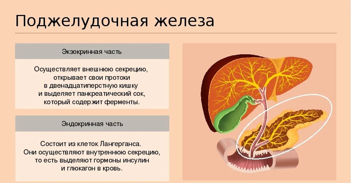 Экзокринная и эндокринная функция поджелудочной железы. Внутренняя секреторная функция поджелудочной железы.. Функции железы внутренней секреции поджелудочная железа. Поджелудочная железа железа внешней секреции.