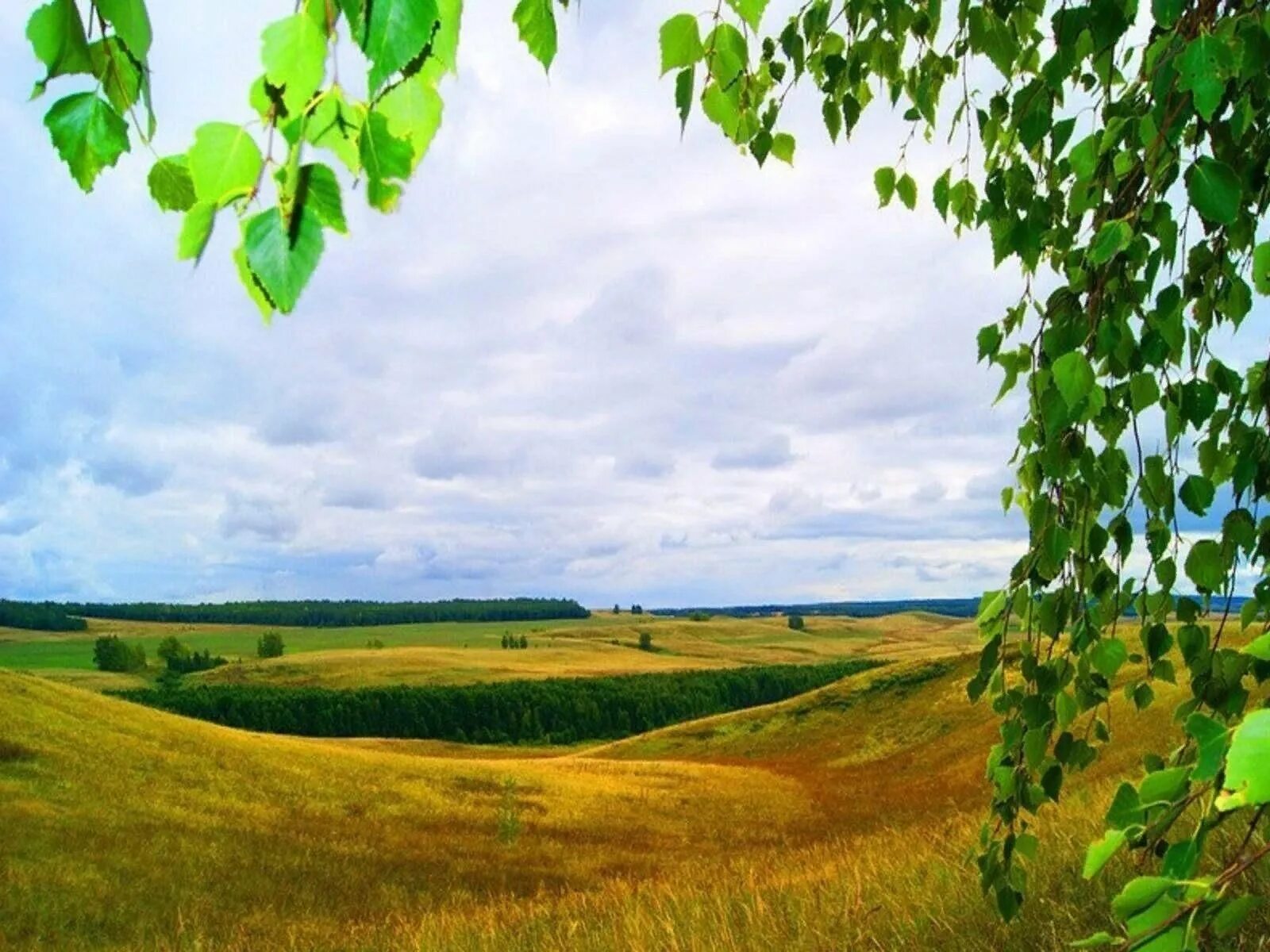 Есенинская русь. Российская природа. Природа нашей родины. Пейзаж с березками. Родной край кадый.