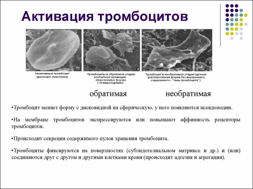 Первая фаза активации тромбоцитов. Адгезия и агрегация тромбоцитов. Этапы активации тромбоцитов. Третья фаза активации тромбоцитов заключается в:. Гранулы тромбоцитов содержат