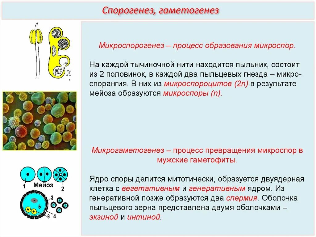 Макроспора образуется в результате. Процесс образования микроспор. Микроспорогенез и микрогаметогенез. Микроспорогенез и микрогаметогенез кратко и понятно. Микроспорогенез мегаспорогенез гаметогенез.