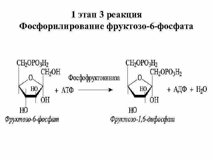 Фосфорилирование фруктозы во фруктозо-6-фосфат. Реакции образования фруктозо-6-фосфата. Образование фруктозо 1 фосфата из фруктозы. Превращение глюкозо 6 фосфата в фруктозо 6 фосфат. Нарушения фруктозы