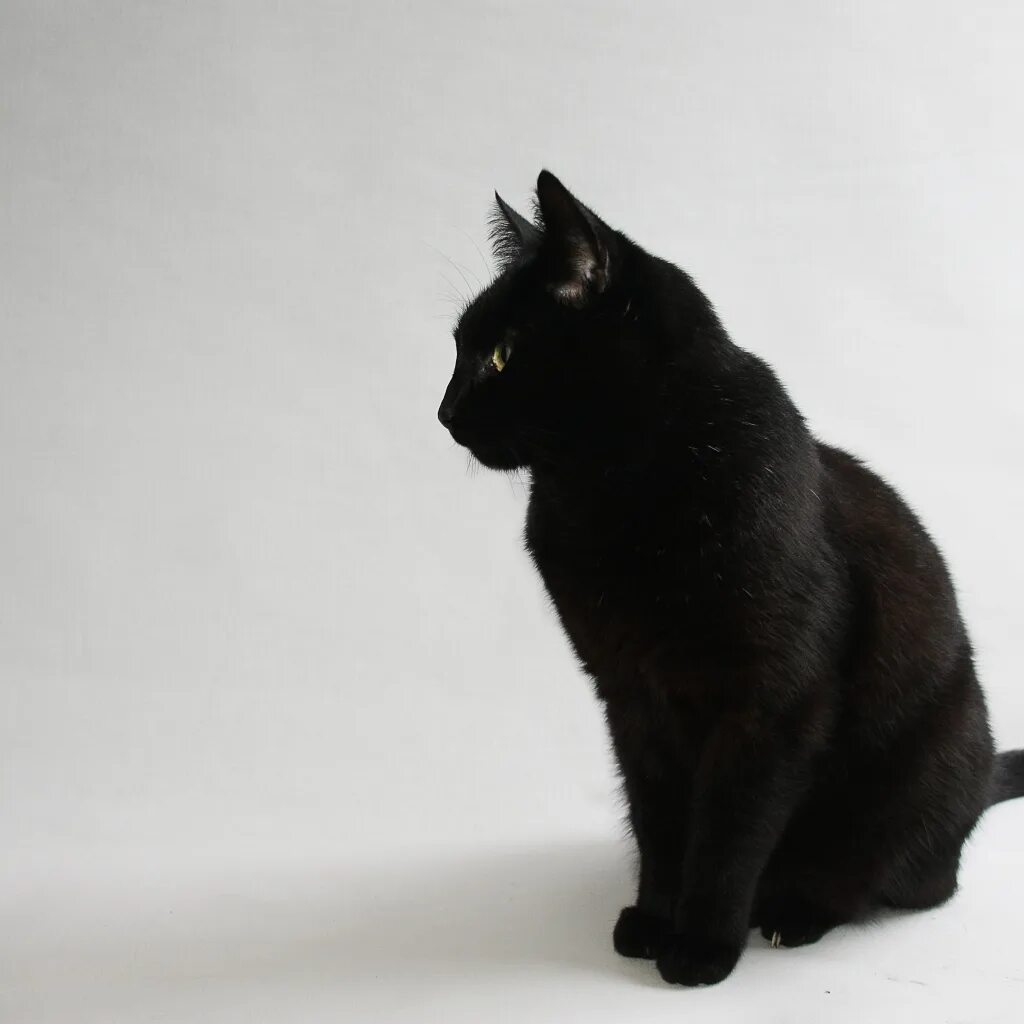 Богемская кошка чёрная. Чёрный кот. Кошечка черная. Серная кошка в профиль. Белый галстук у черного кота 7 букв