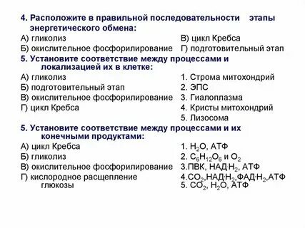 Установите соответствие процессов энергетическому обмену