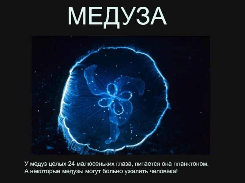 Мозг медузы. Глаза медузы. Где глаза у медузы. Медуза питается планктоном. У медузы есть мозги