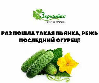Второй раз огурцы