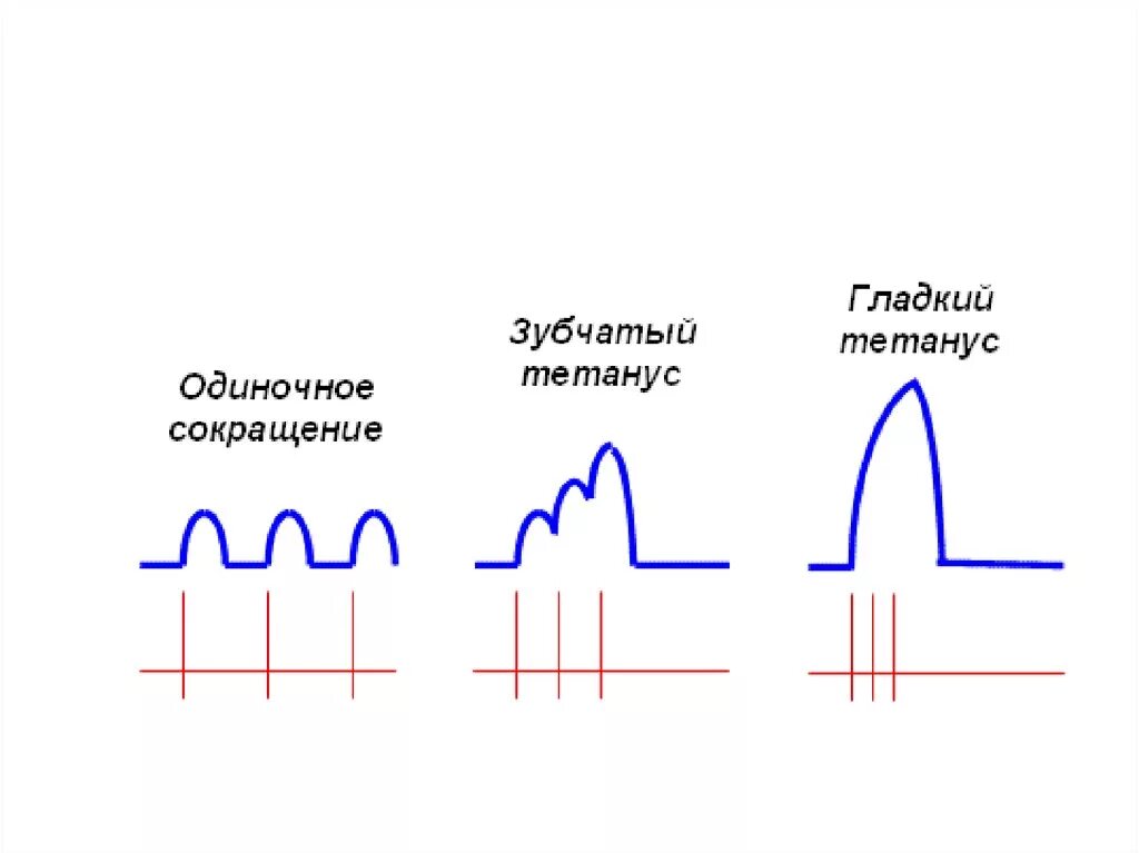 Условия возникновения зубчатого тетануса. Тетанус физиология. Тетанус физиология мышц. Одиночное сокращение гладкий тетанус зубчатый тетанус. Пд ди