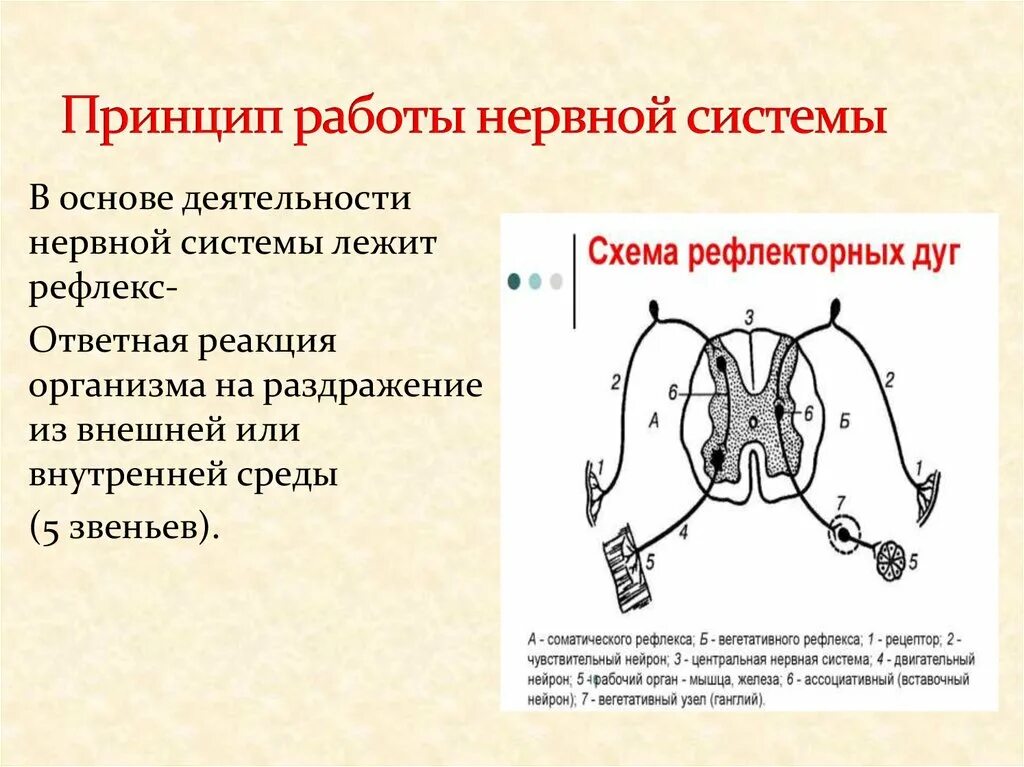 Рефлекторный принцип работы нервной системы. Рефлекторный принцип деятельности ЦНС. Рефлекторный принцип деятельности центральной нервной системы. Рефлекторный принцип работы нервной системы схема. Какая идея лежит в основе принципа