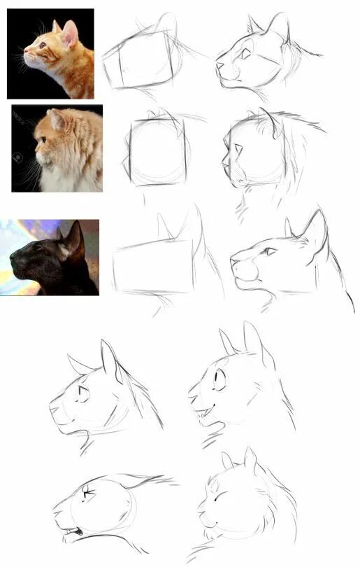 Cats tutorials