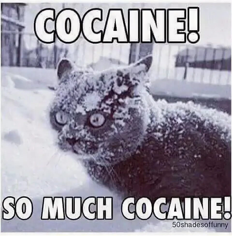 So much happening. Кот so much cocaine. So much cocaine Мем. Кот в снегу much cocaine. Кот кокаин Мем.