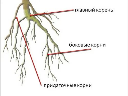 Боковой главный придаточный корневой. Придаточные боковые и главный корень. Главный корень. Главный корень боковой корень придаточный корень. Боковые корни у растений.