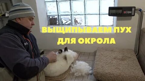Крольчиха рвет пух