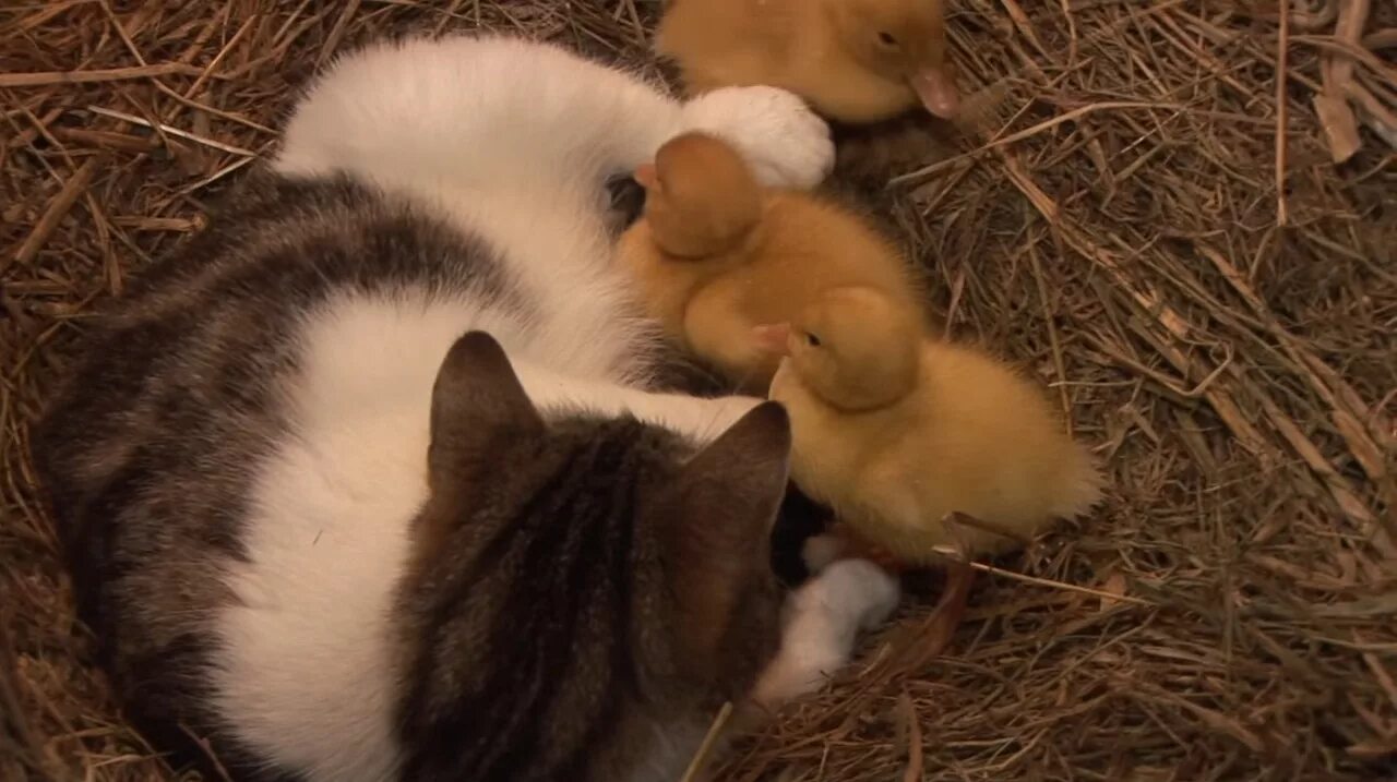 Cat duck. Котенок и утенок. Кошка с цыплятами. Котик и цыпленок. Котик и уточка.