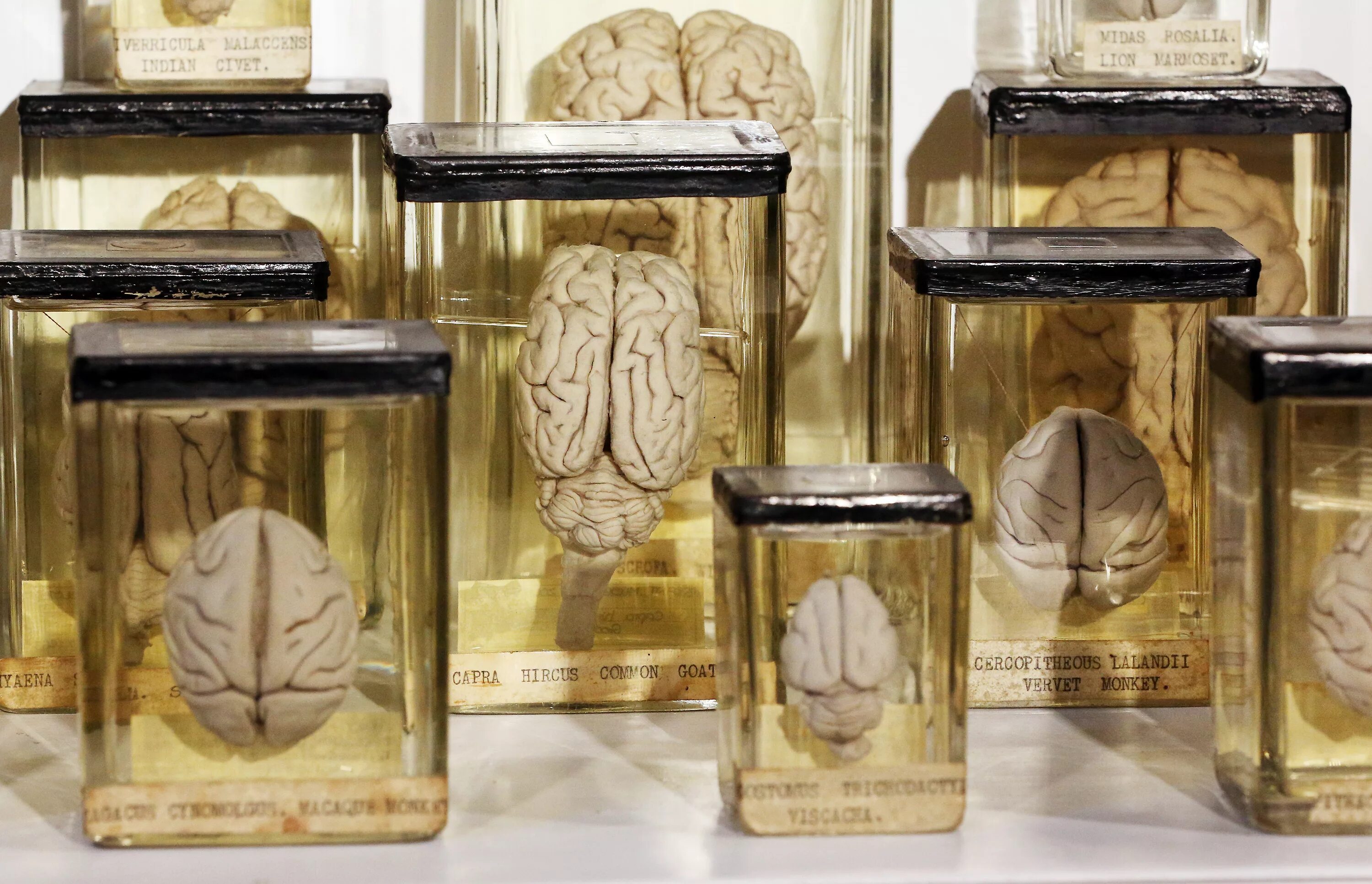 консервация анатомических препаратов