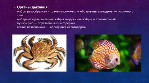 Жабрами тела дышит