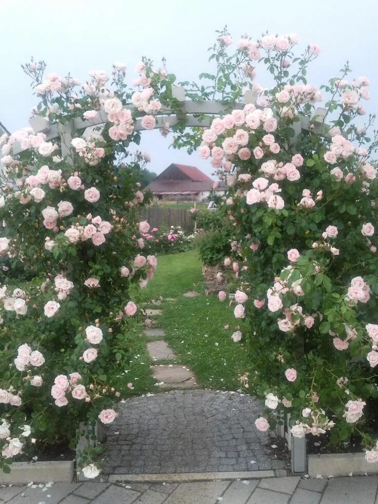 New Dawn Rose