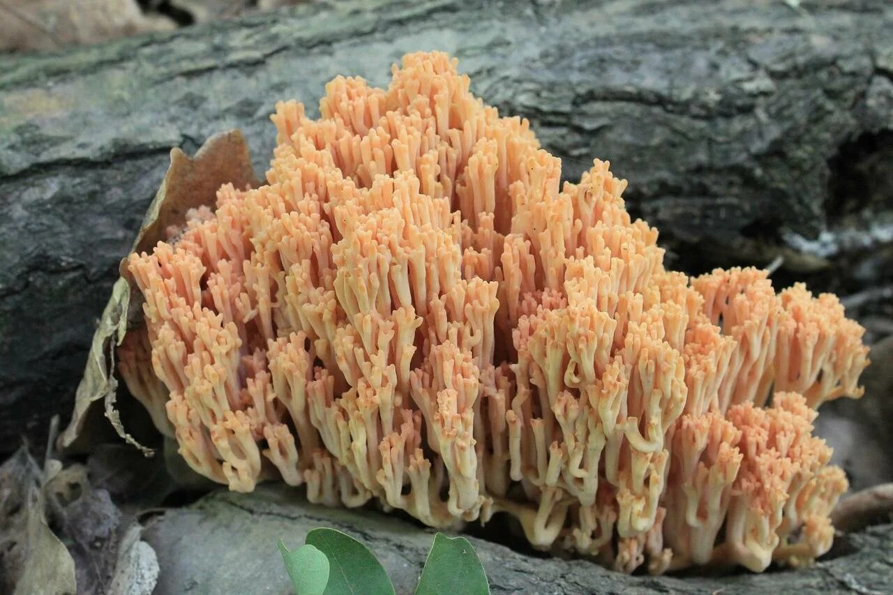 Гребешки водоросли. Коралловый Рогатик гриб. Ramaria Aurea. Грибы Ramaria Flava. Коралловая Рамария.