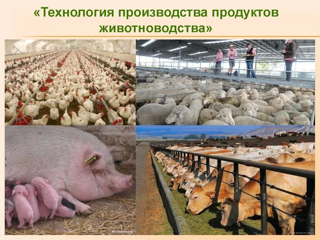 Продукция животноводства в сельском хозяйстве. Производства и переработки продукции животноводства. Животноводческое производство. Биотехнологии в животноводстве. Сельскохозяйственное производство животных