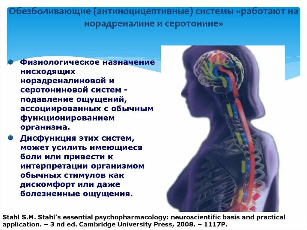 Антиноцицептивная (обезболивающая) система. Дисфункции организма. Физиологические аспекты боли. Норадреналин антиноцицептивной системы.