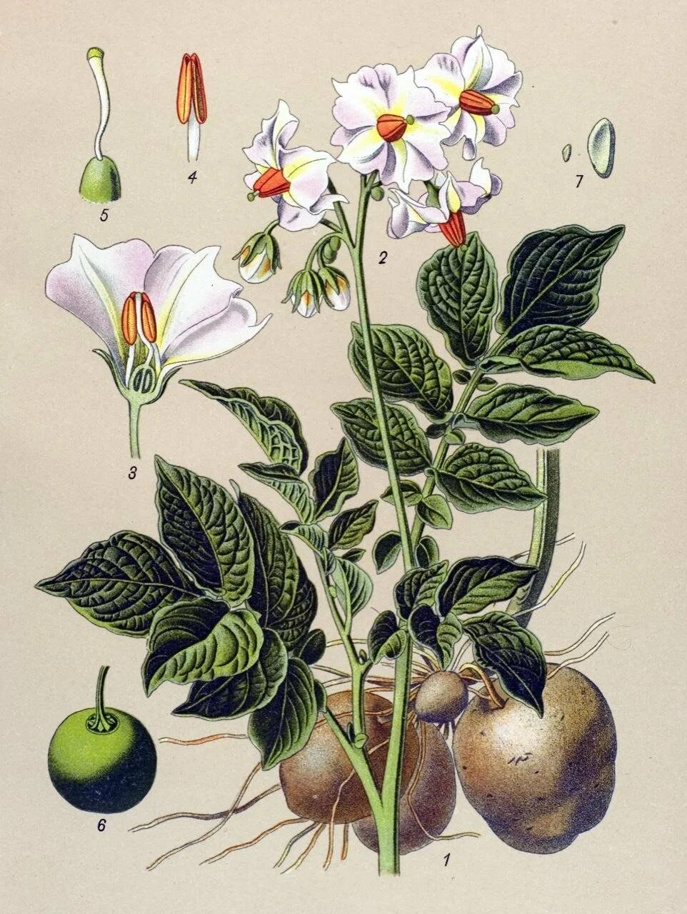 Паслен клубненосный. Паслен клубненосный гербарий. Solanum tuberosum цветок. Паслен Ботанический атлас. Известно что картофель или паслен
