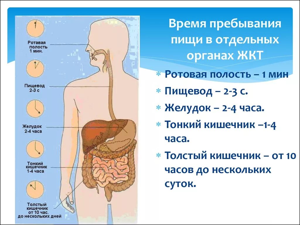 Почему в кишечнике вода